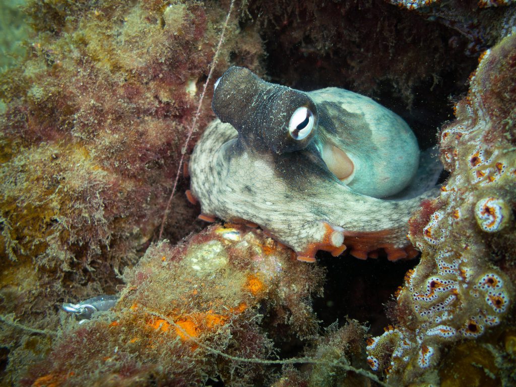 A common Sydney octopus