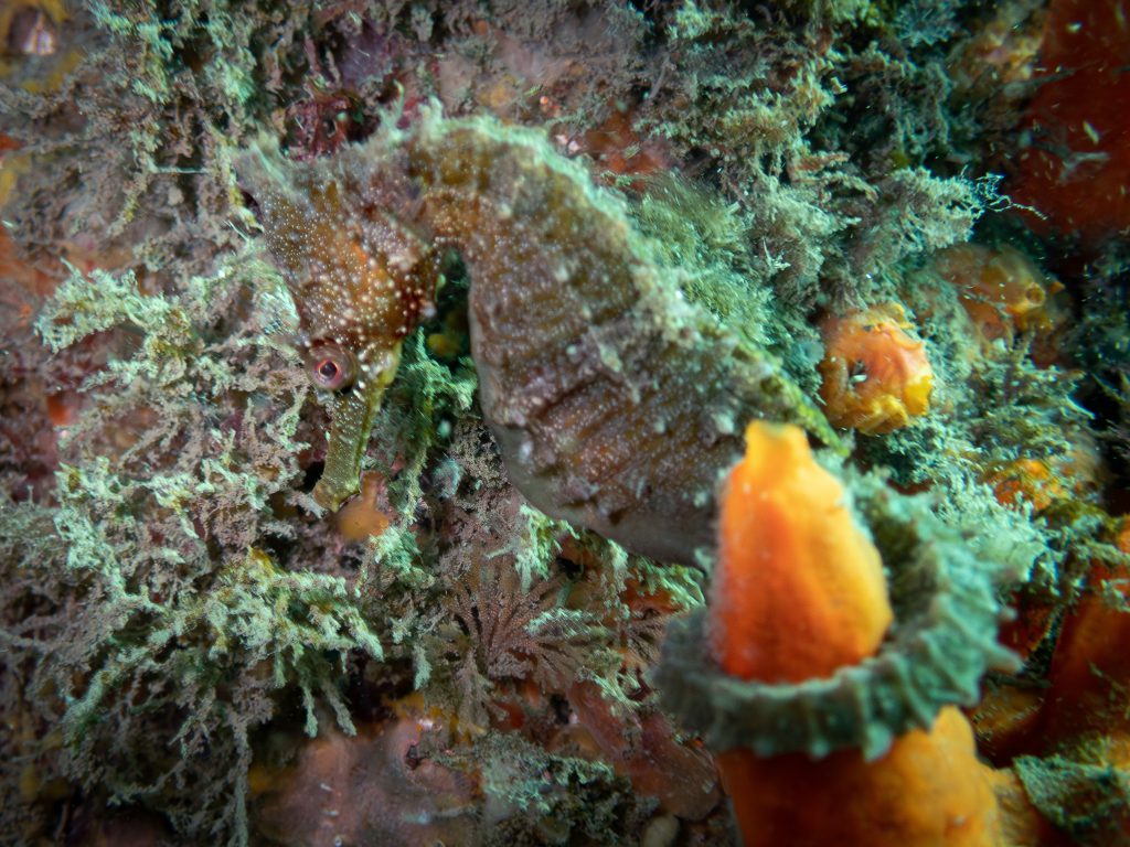 A White's seahorse